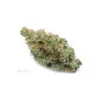 XJ-13 STRAIN (AAA) for sale