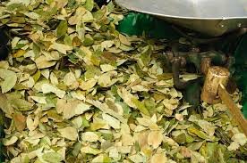 buy coca leaves in UK Online